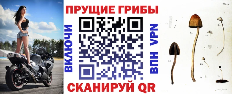 магазин  наркотиков  Калач  Псилоцибиновые грибы Cubensis 